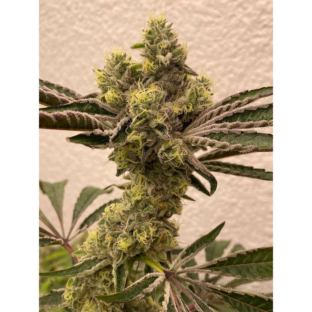 Sementes feminizadas Bitter Orange – Symbiotic Genetics