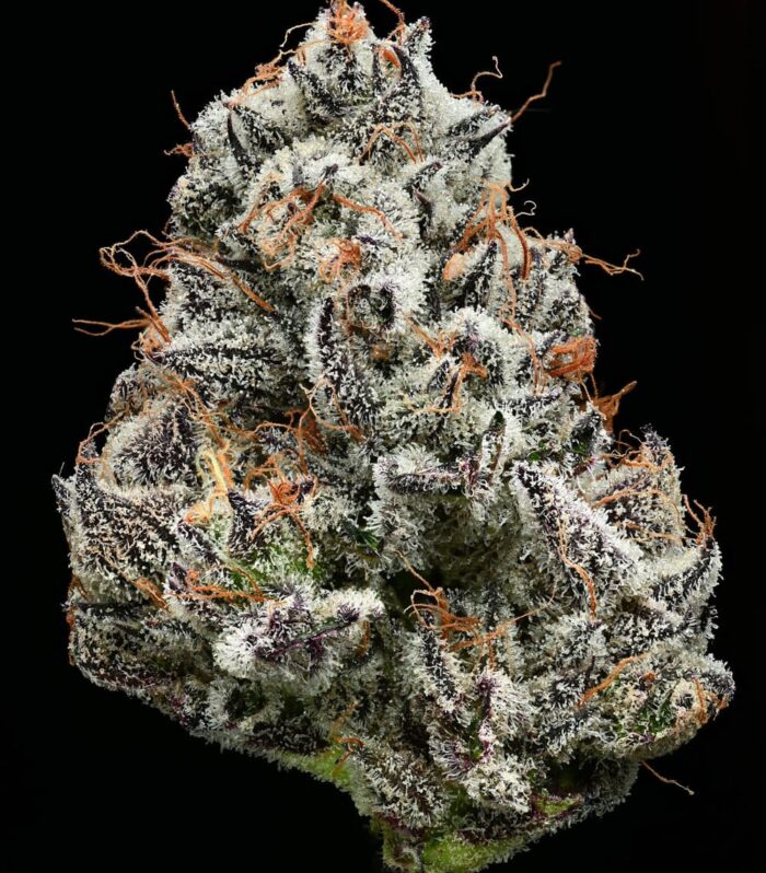 Sementes feminizadas Black Cherry Gushers – Barneys Farm