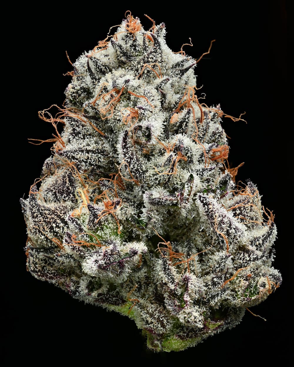 Sementes feminizadas Black Cherry Gushers – Barneys Farm