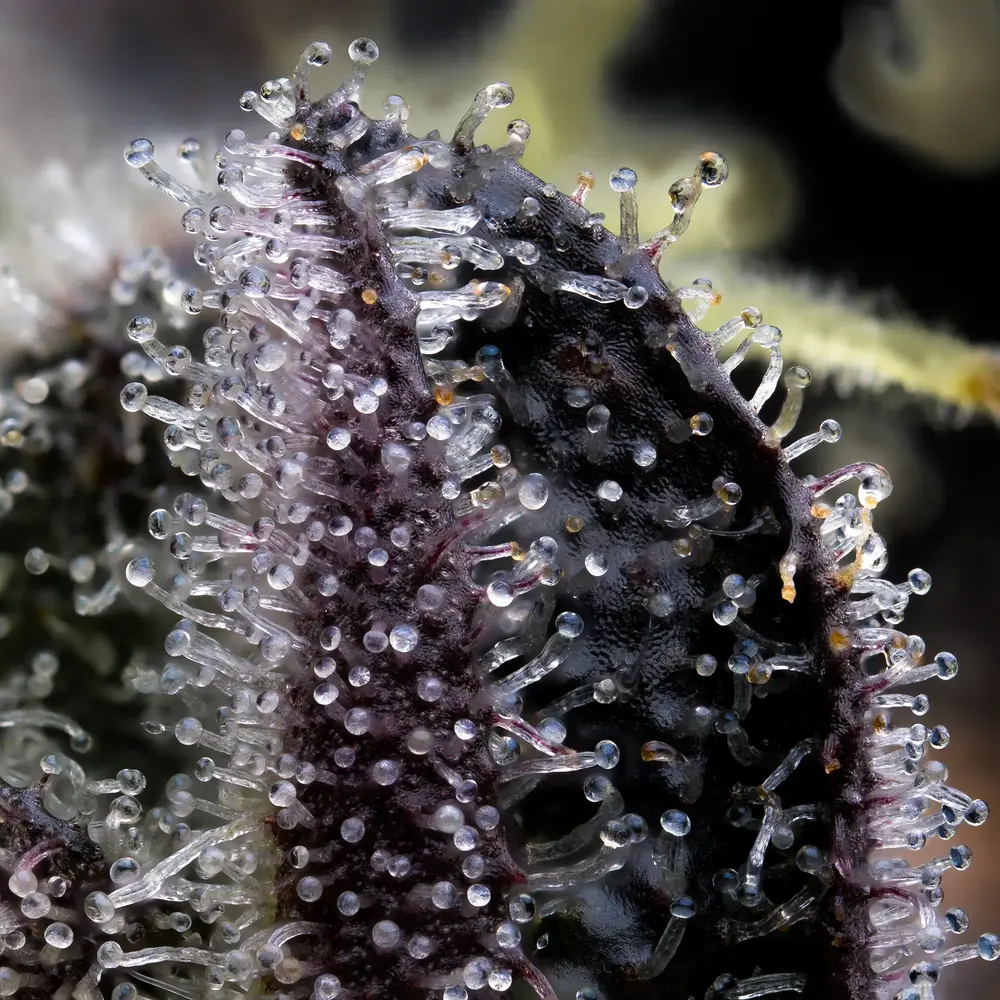 Genética de cannabis Blue Dream – Barneys Farm – foto 2