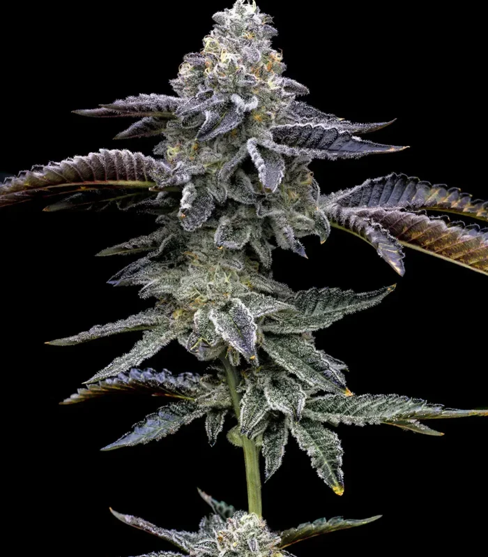 Sementes feminizadas Blue Dream – Barneys Farm