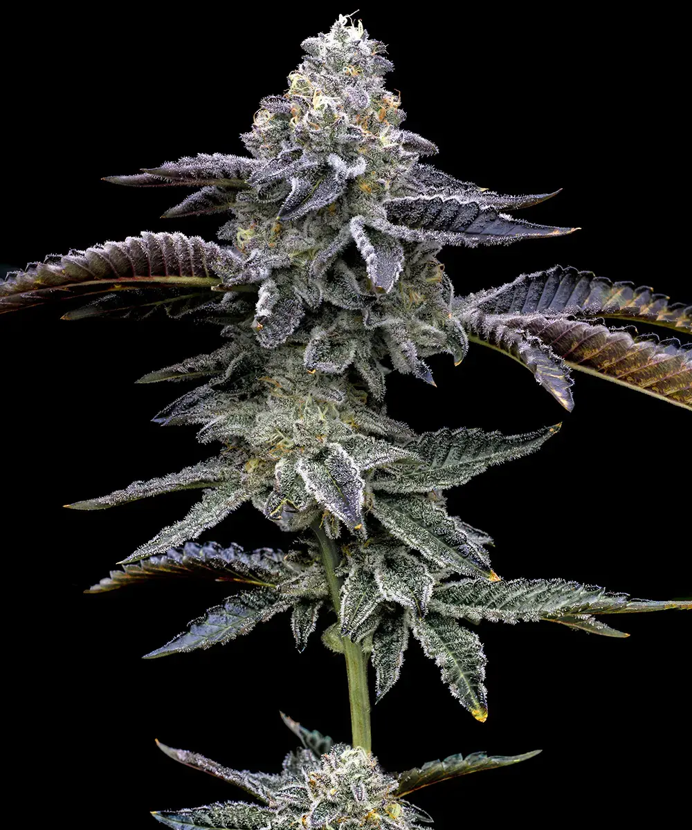 Sementes feminizadas Blue Dream – Barneys Farm