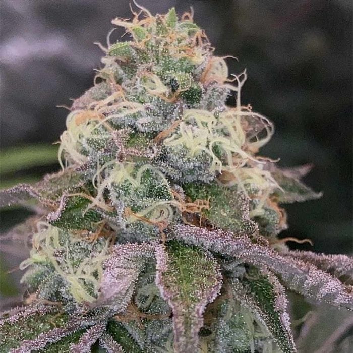 Sementes feminizadas Blue Fizz – Grounded Genetics