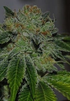 Sementes regulares Brotherhood OG – Karma Genetics