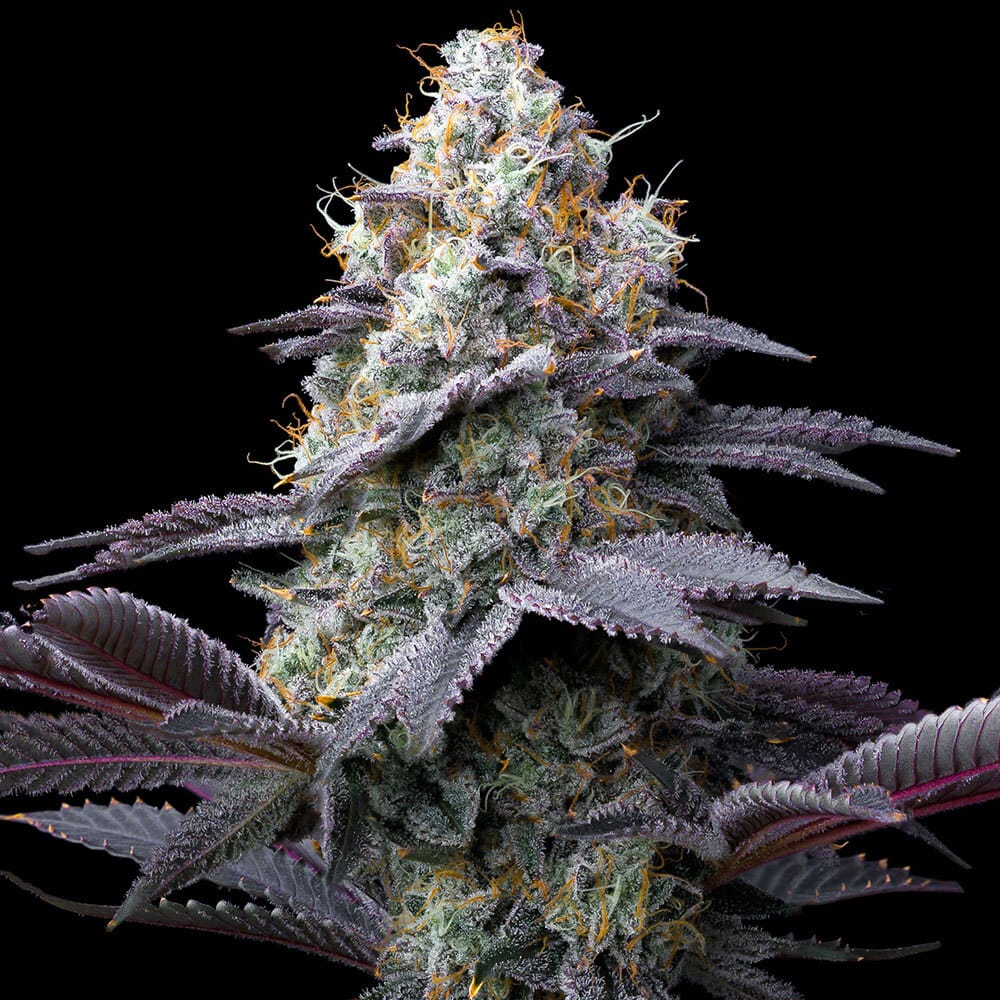 Genética de cannabis Bubblegum Gelato – Barneys Farm – foto 2