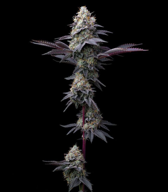 Sementes feminizadas Bubblegum Gelato – Barneys Farm