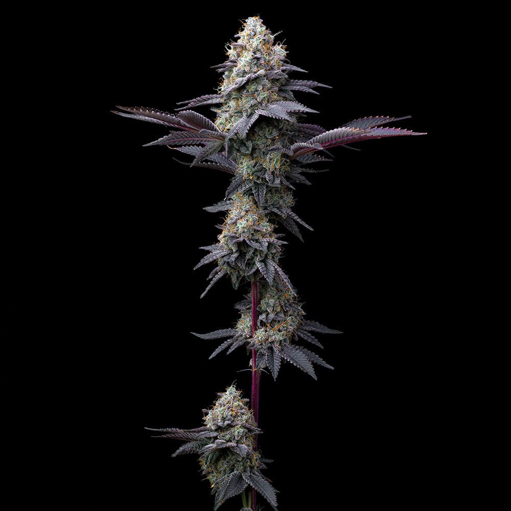 Sementes feminizadas Bubblegum Gelato – Barneys Farm