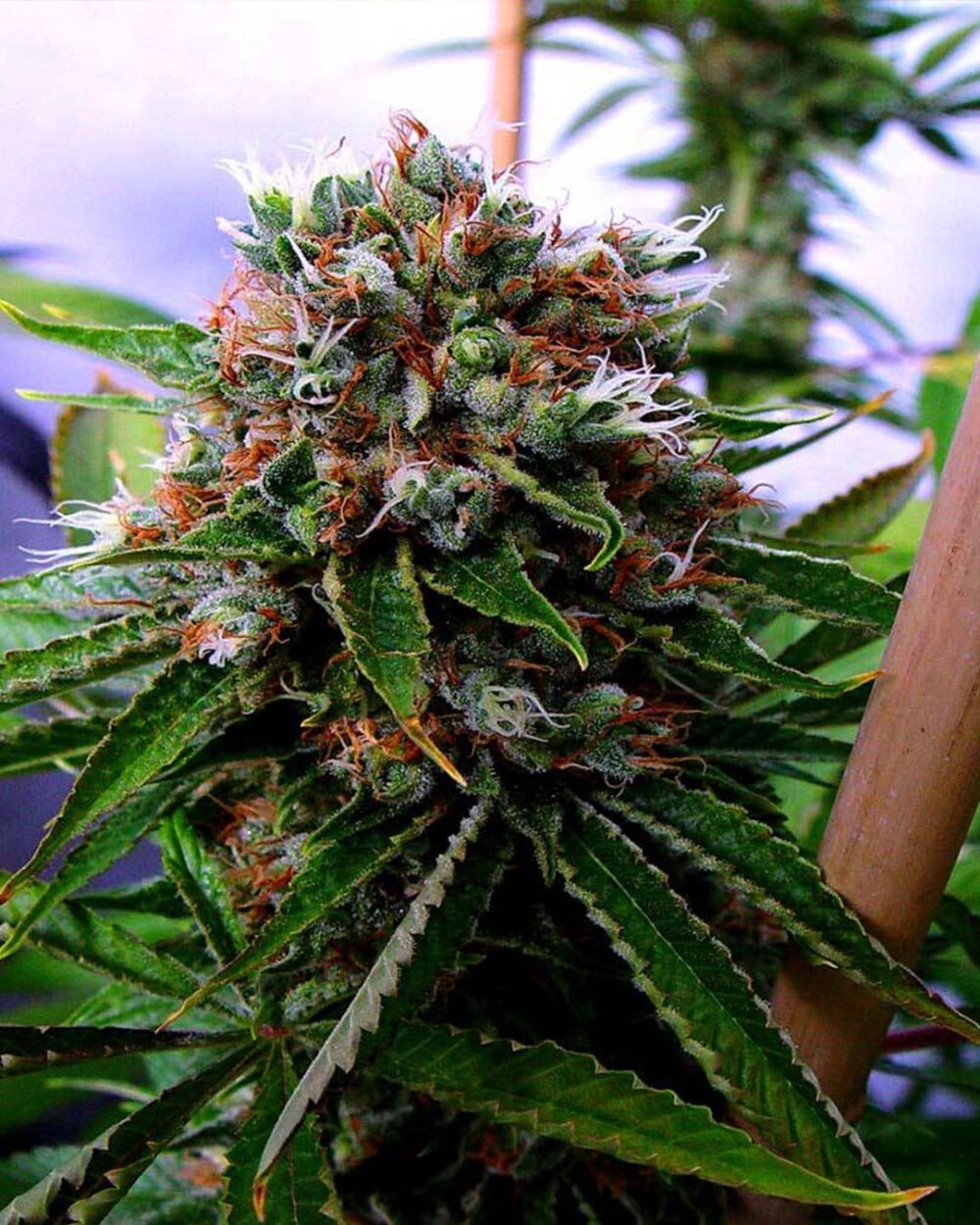 Genética de cannabis Buddha's Sister – Soma's Seeds – foto 3