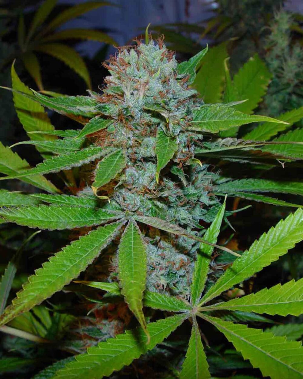 Genética de cannabis Buddha's Sister – Soma's Seeds – foto 2