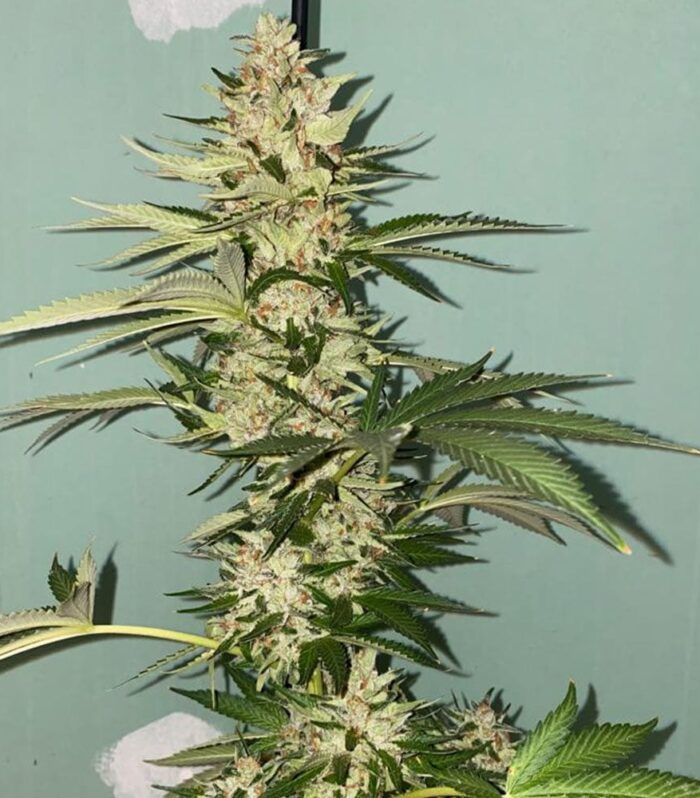 Sementes feminizadas Banana Loaf Female by The Plug Seedbank