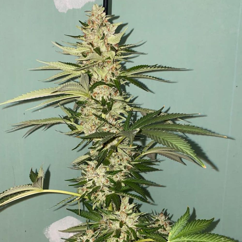 Sementes feminizadas Banana Loaf Female by The Plug Seedbank