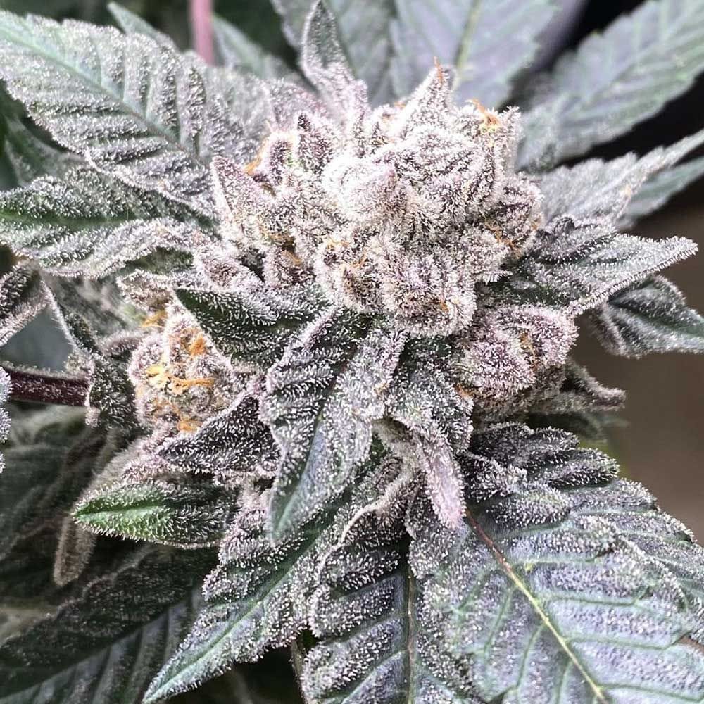 Sementes feminizadas Cara Cara – Symbiotic Genetics