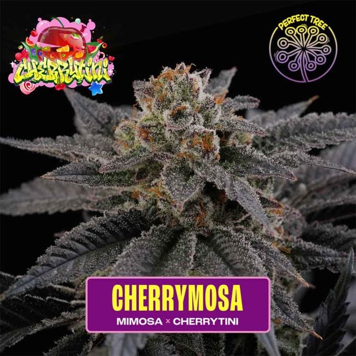 Sementes feminizadas Cherry Mosa – Perfect Tree