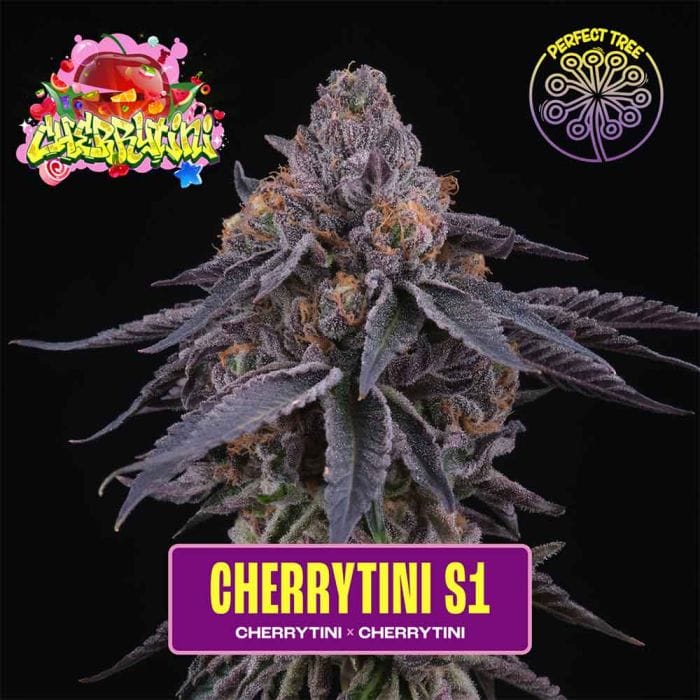 Sementes feminizadas Cherrytini S1 – Perfect Tree