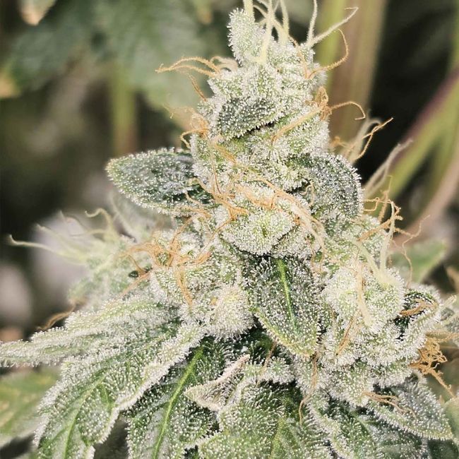 Sementes regulares Club Kush – Karma Genetics