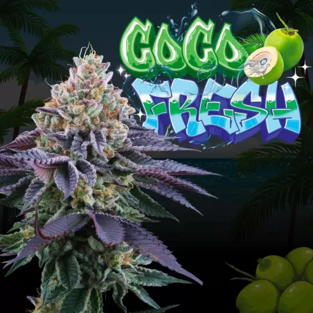 Sementes feminizadas Coco Fresh – Perfect Tree