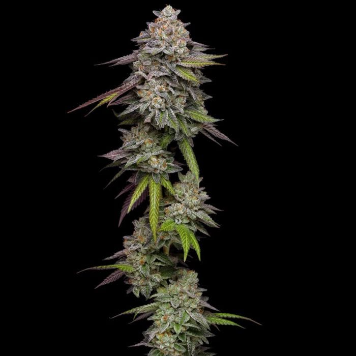 Sementes feminizadas Double Stack – Compound Genetics