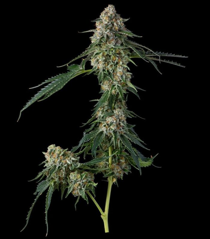 Sementes feminizadas Honeycomb Pavé – Compound Genetics