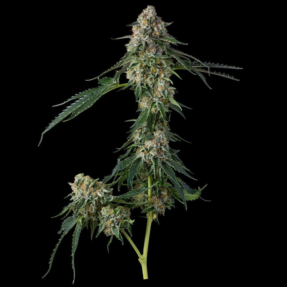 Sementes feminizadas Honeycomb Pavé – Compound Genetics