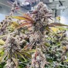 Sementes feminizadas Jet Puft – Compound Genetics