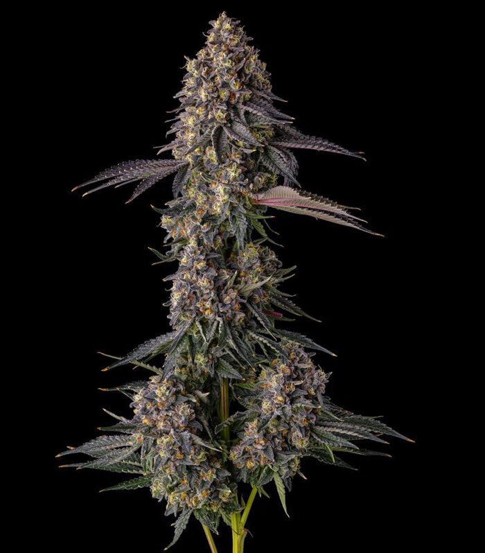 Sementes feminizadas Kumamotoz – Compound Genetics
