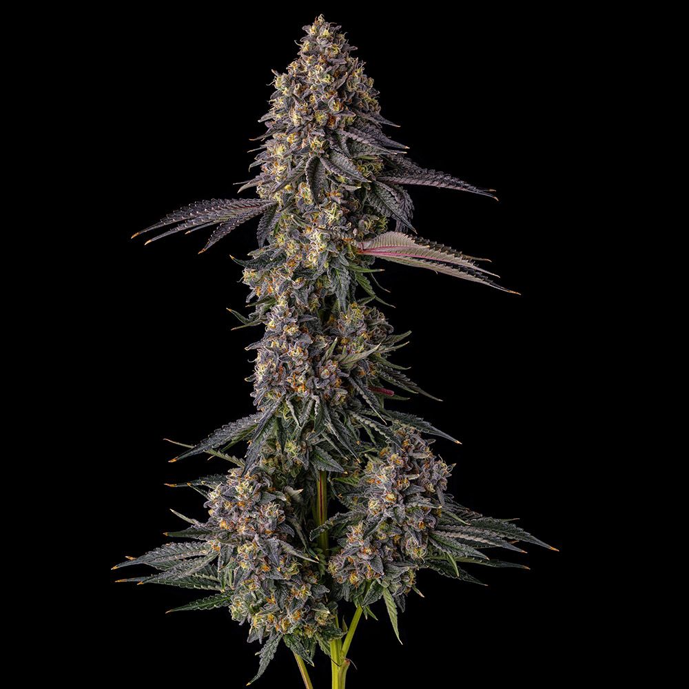 Sementes feminizadas Kumamotoz – Compound Genetics