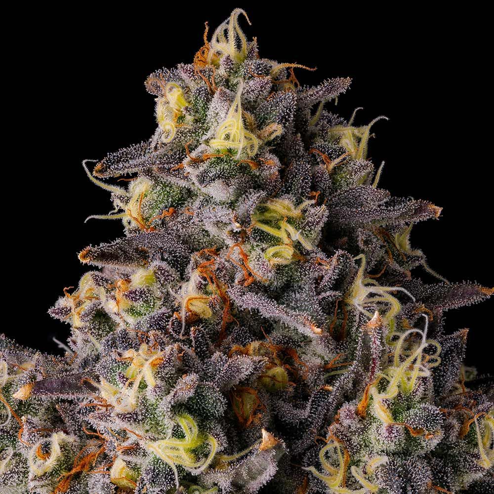 Genética de cannabis Kumamotoz – Compound Genetics – foto 3