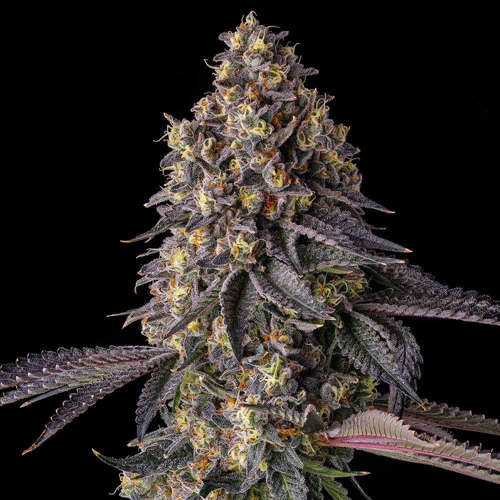 Genética de cannabis Kumamotoz – Compound Genetics – foto 2