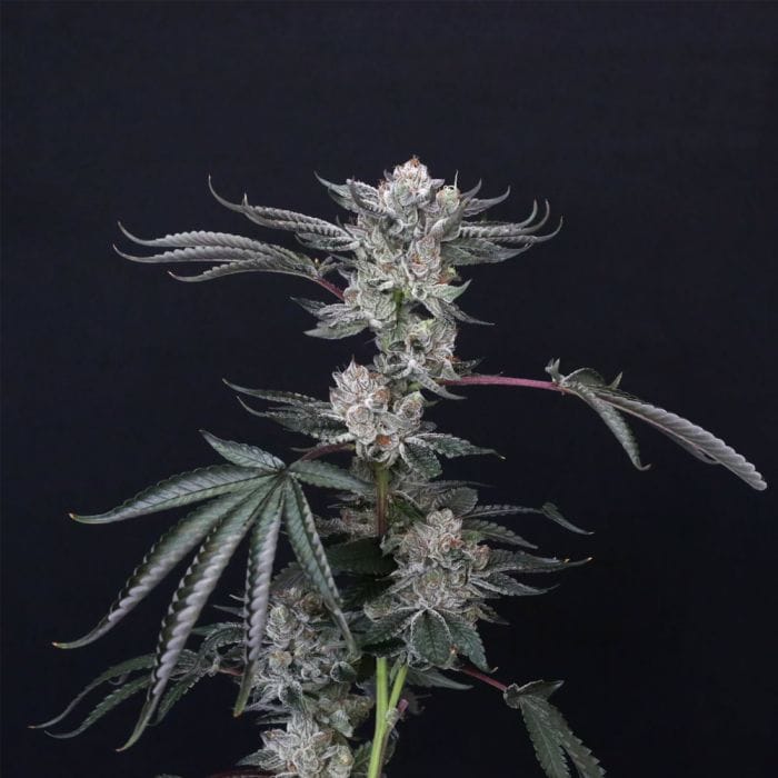 Sementes feminizadas Luxar-Dos – Compound Genetics
