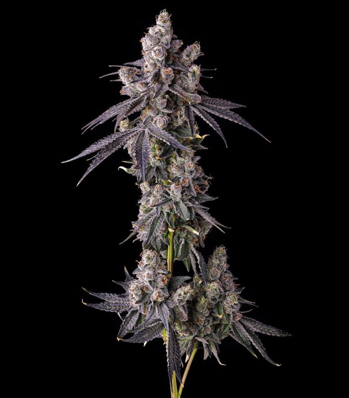 Sementes feminizadas Mora Azul – Compound Genetics