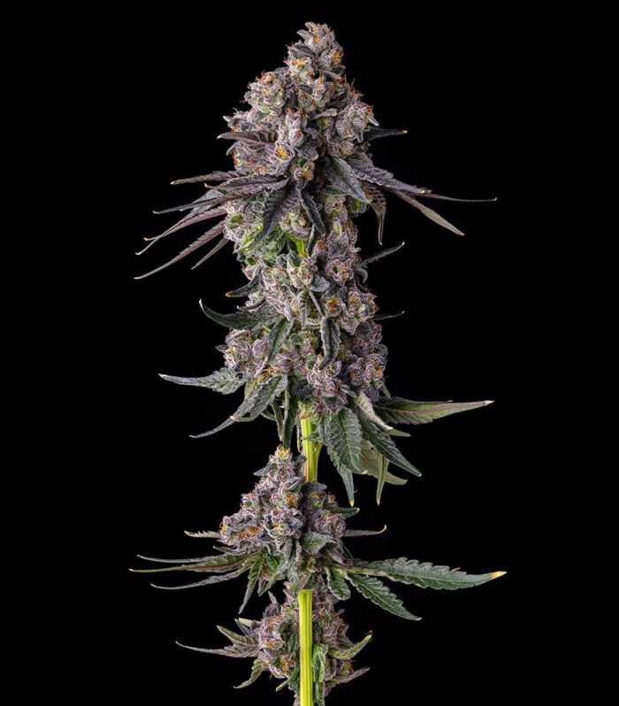 Sementes feminizadas Rainbow Guavé – Compound Genetics