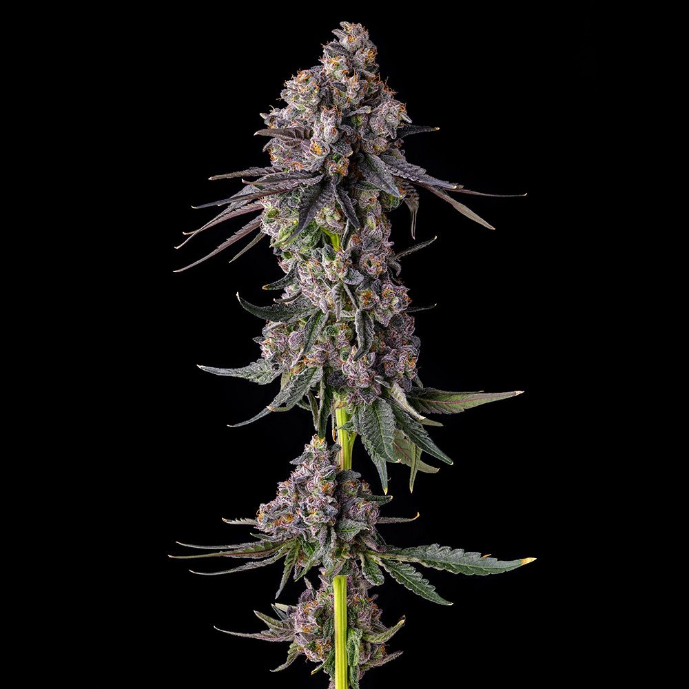 Sementes feminizadas Rainbow Guavé – Compound Genetics