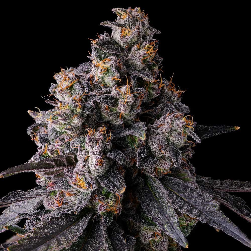 Genética de cannabis Rainbow Guavé – Compound Genetics – foto 2