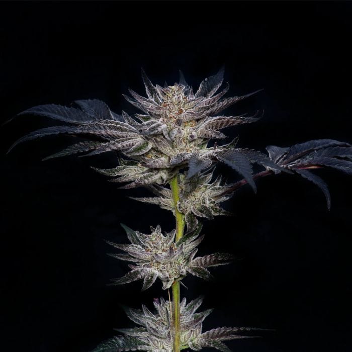 Sementes feminizadas Slipstream – Compound Genetics