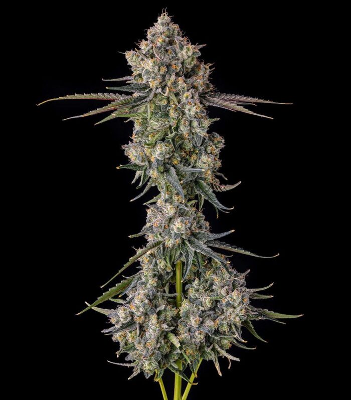 Sementes feminizadas Zhampagne – Compound Genetics