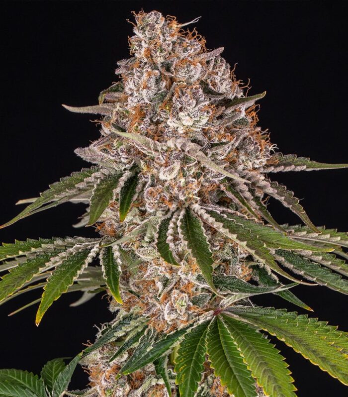 Sementes feminizadas Cookie Casket – Barneys Farm