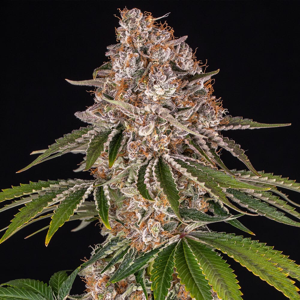 Sementes feminizadas Cookie Casket – Barneys Farm