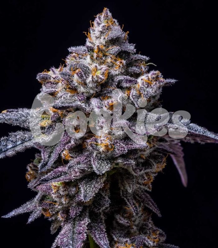 Sementes feminizadas Hollywood – Cookies Seed Bank