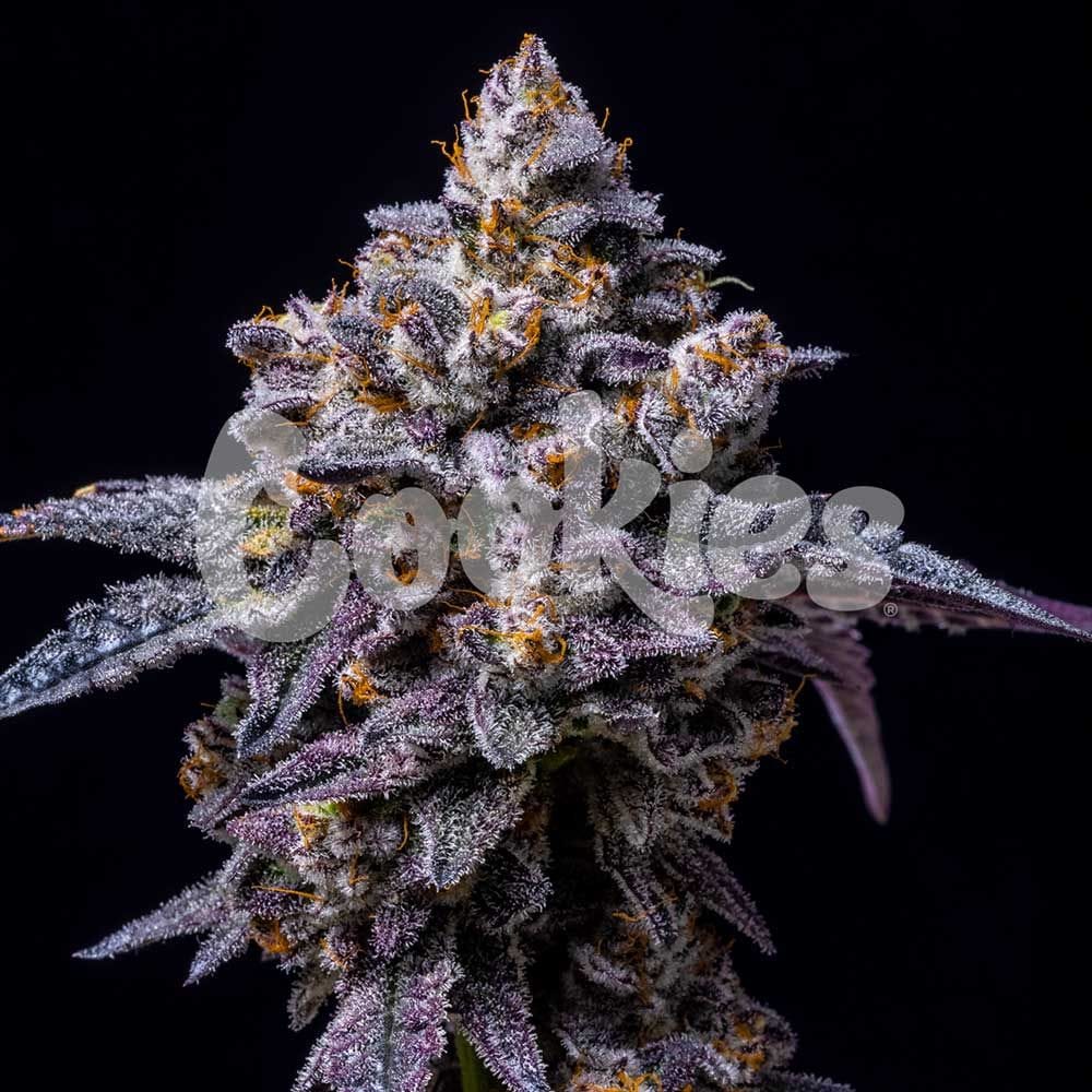 Sementes feminizadas Hollywood – Cookies Seed Bank