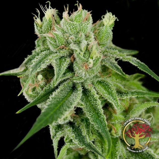 Sementes regulares Banana Split by Crockett Family Farms