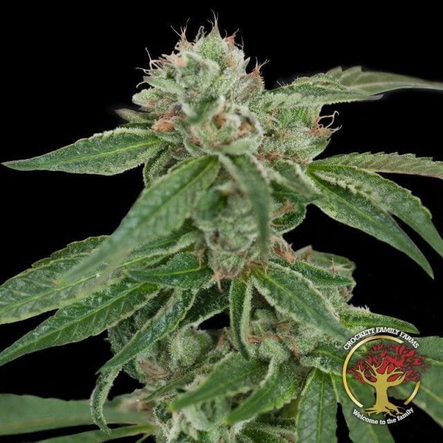 Sementes regulares Crockett's Confidential by Crockett Family Farms