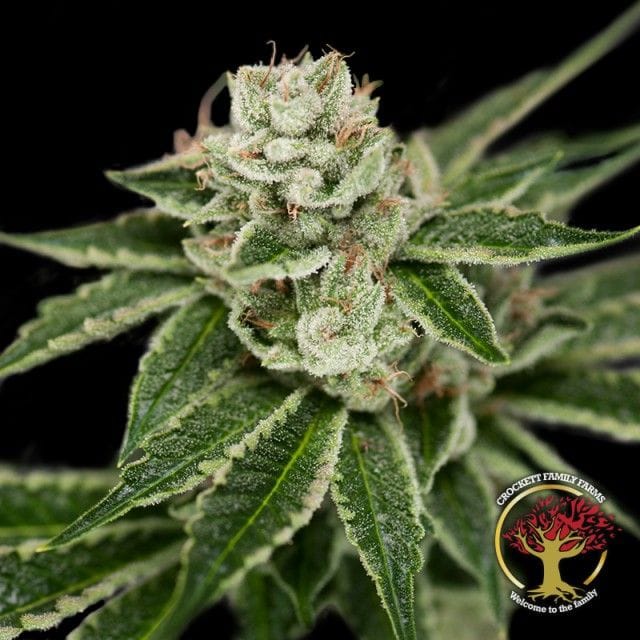 Sementes regulares Crockett's Dawg by Crockett Family Farms