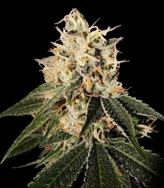 Sementes Sour Juice by Crockett Family Farms