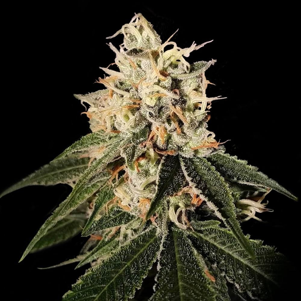 Sour Juice by Crockett Family Farms – Uncategorized
