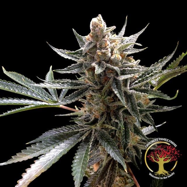 Sementes regulares Crockett's Tangie by Crockett Family Farms