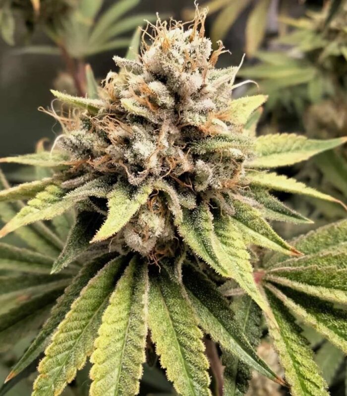 Sementes feminizadas Crumbled Melon Female by Karma Genetics