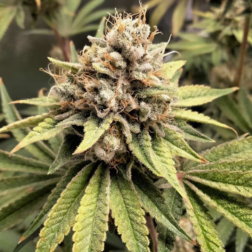 Sementes feminizadas Crumbled Melon Female by Karma Genetics