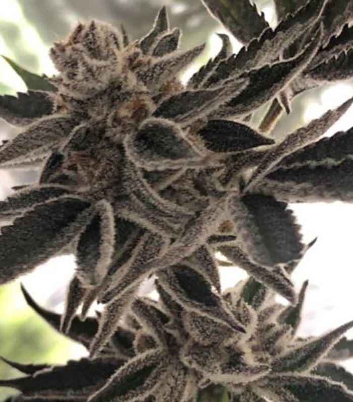 Sementes feminizadas Do-Si-Dos Z Female by The Plug Seedbank