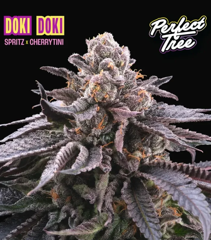 Sementes feminizadas Doki Doki – Perfect Tree