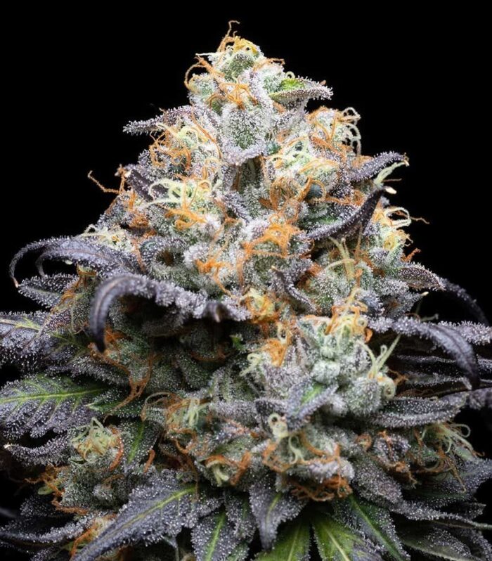 Sementes feminizadas Double Sherbet – Cookies Seed Bank